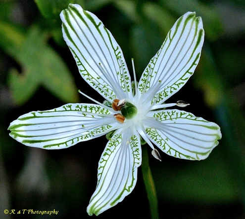 {Parnassia grandifolia}
